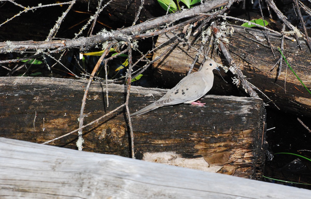 Mourning Dove - ML619197972