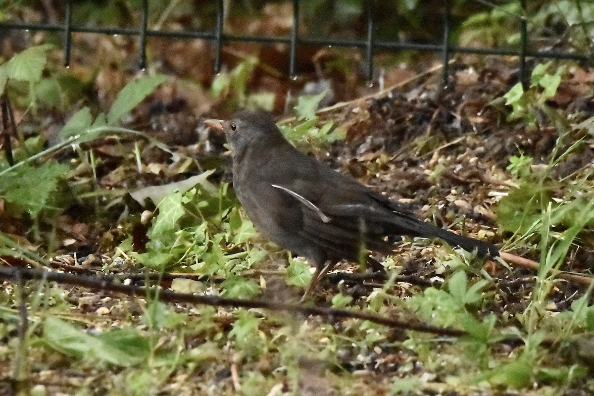 Eurasian Blackbird - Benoit Goyette