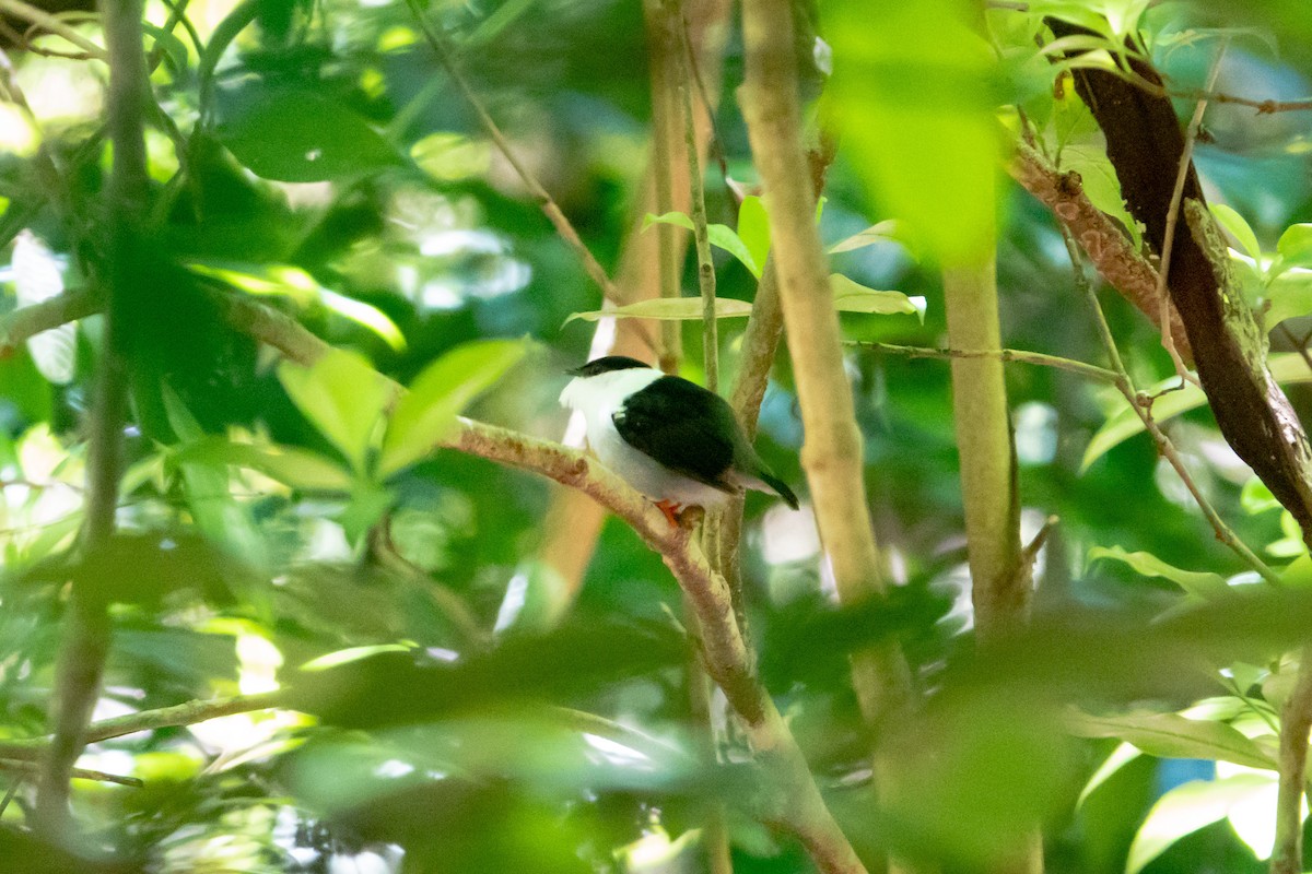 White-bearded Manakin - ML619197985