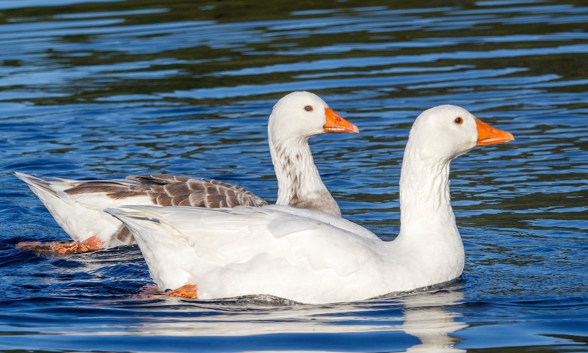 Graylag Goose (Domestic type) - ML619197989