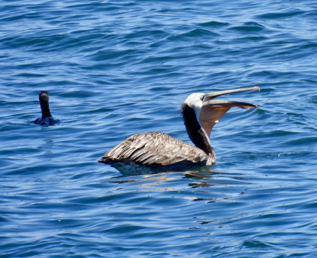 Brown Pelican - Dana Cox