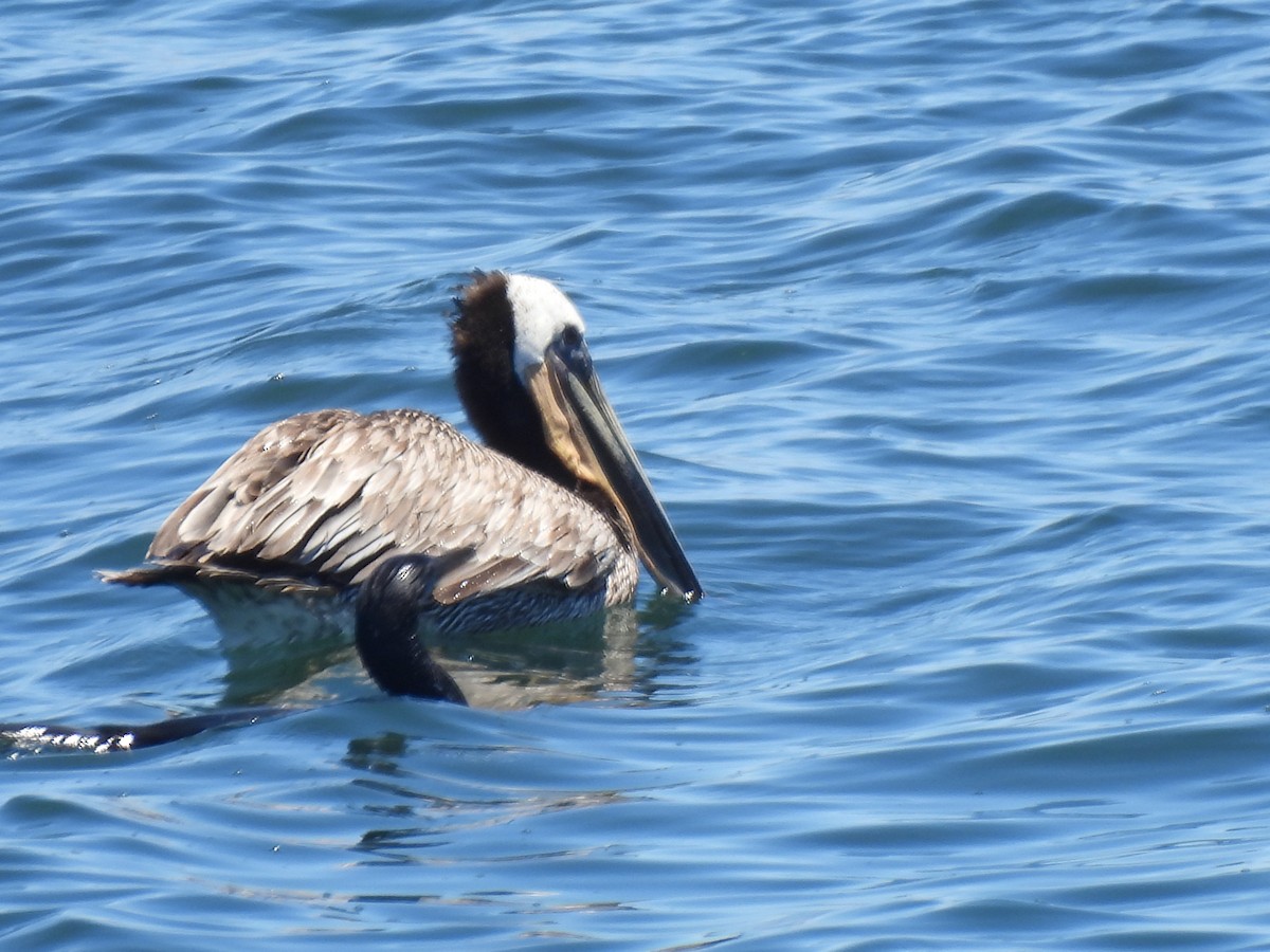 Brown Pelican - Dana Cox