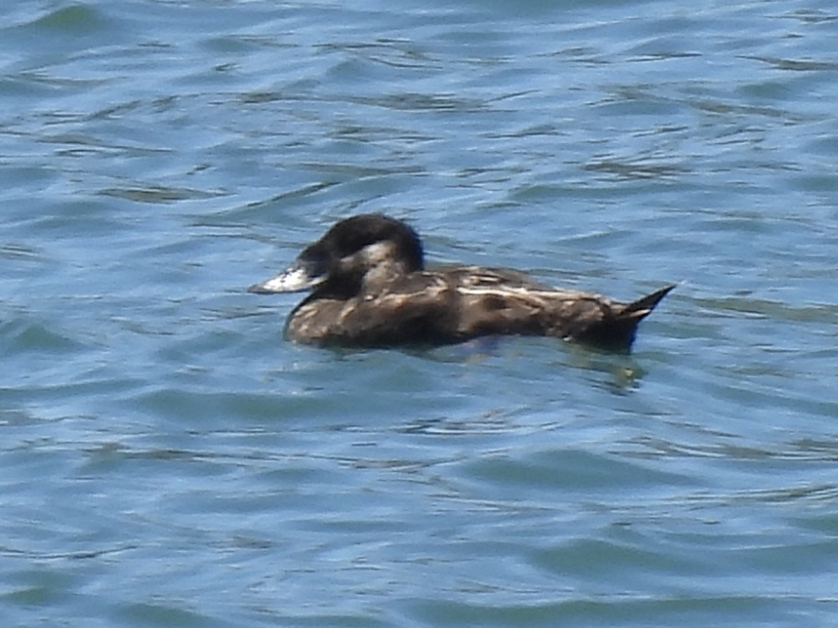 Surf Scoter - Dana Cox