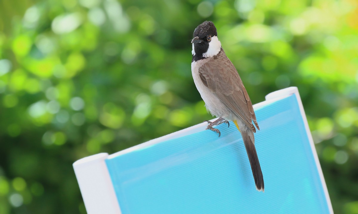 White-eared Bulbul - Adrián Braidotti