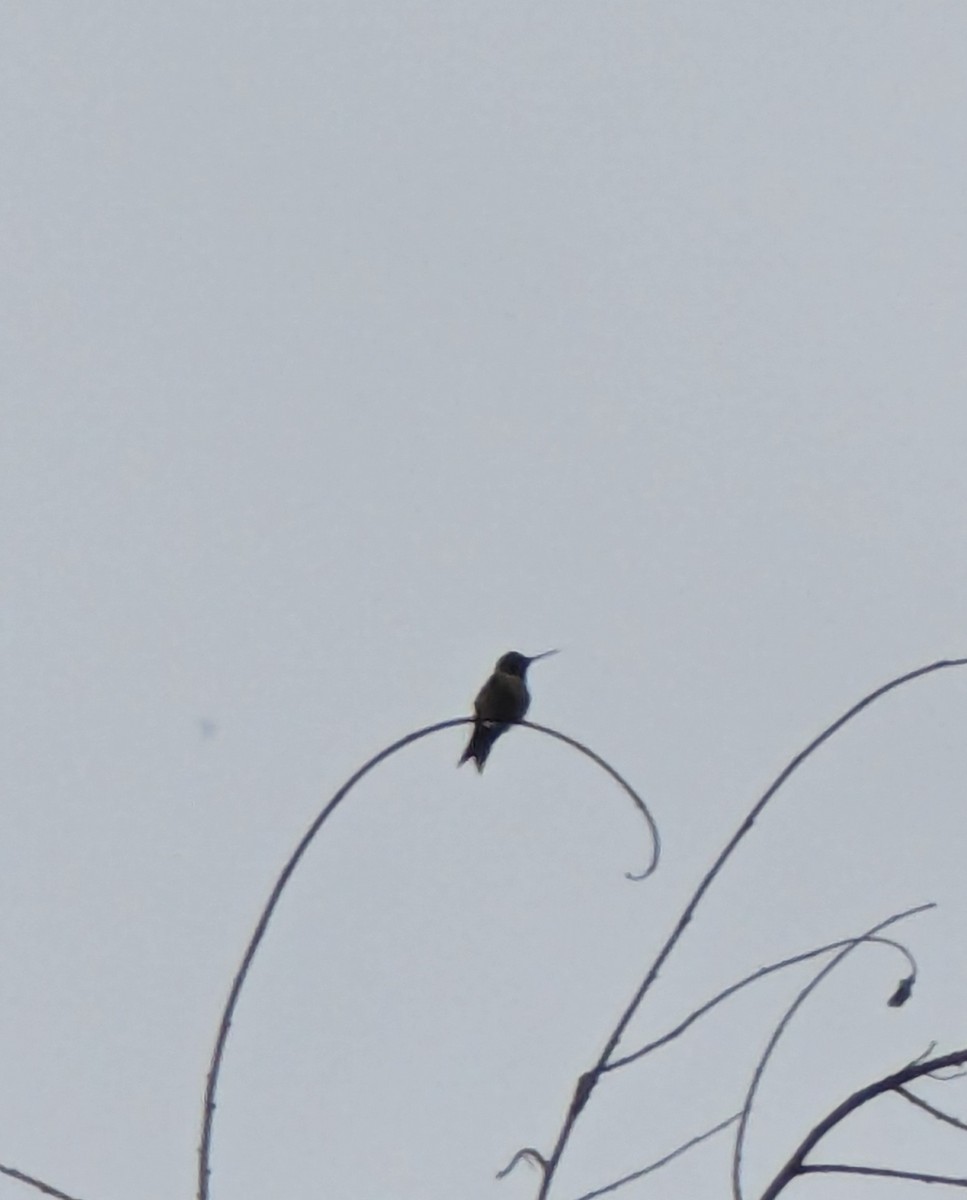 Ruby-throated Hummingbird - Chris Van Norman