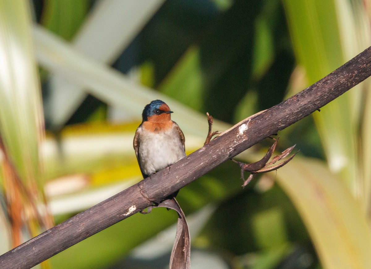 Hirondelle messagère - ML619198033