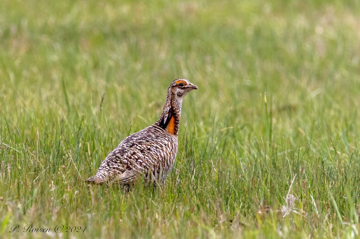 Greater Prairie-Chicken - Paul Roisen