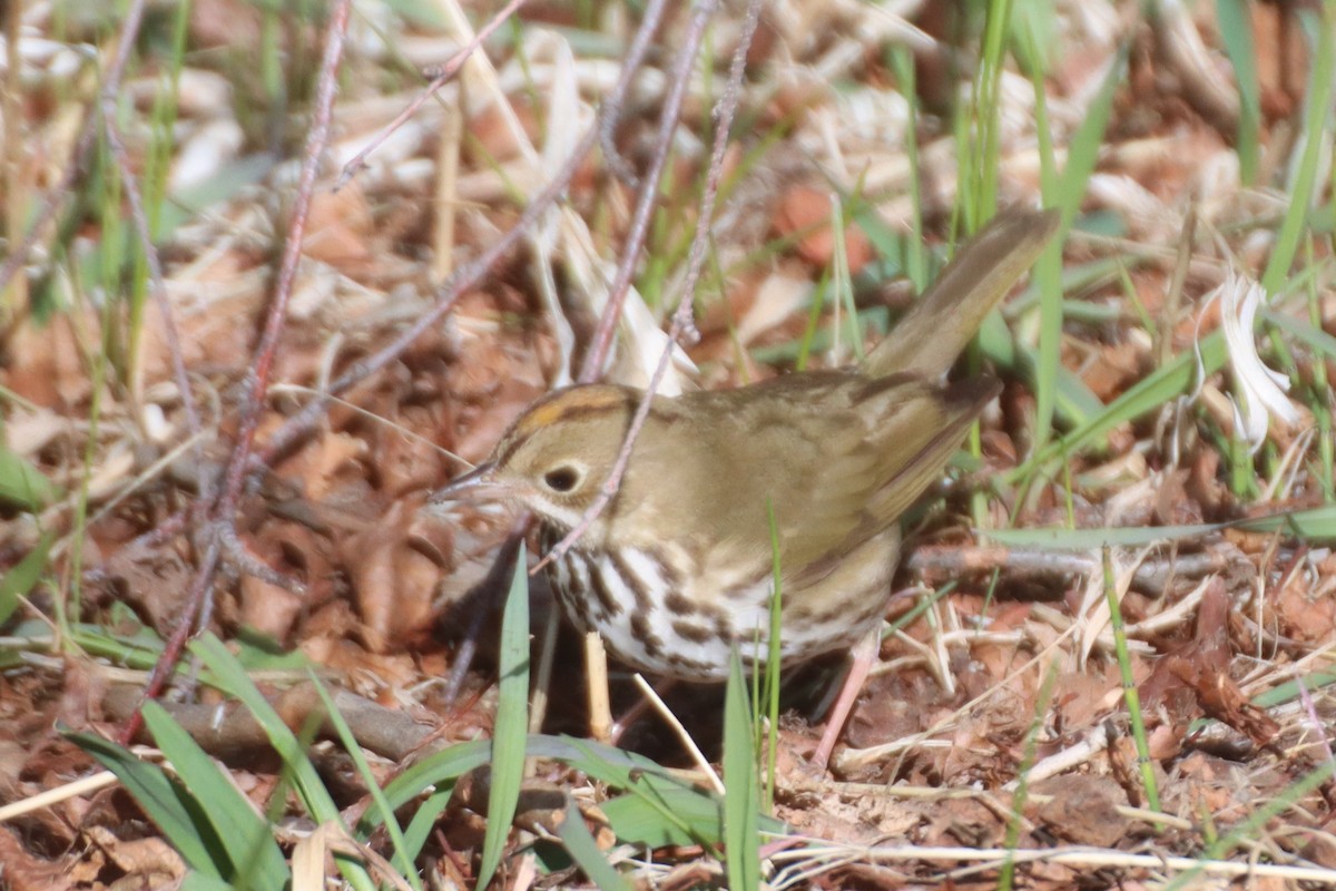 Ovenbird - Kathy Mihm Dunning