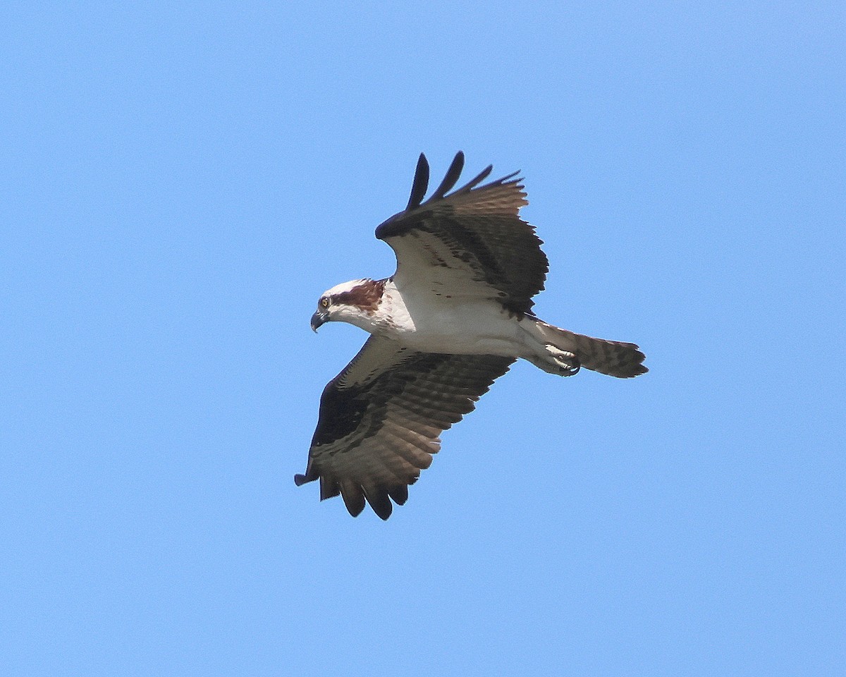 Osprey - Rick Kittinger