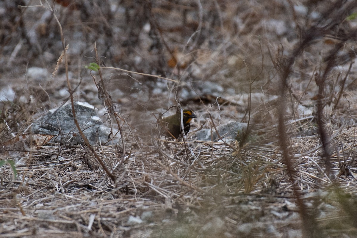 Yellow-faced Grassquit - Niels Geelen