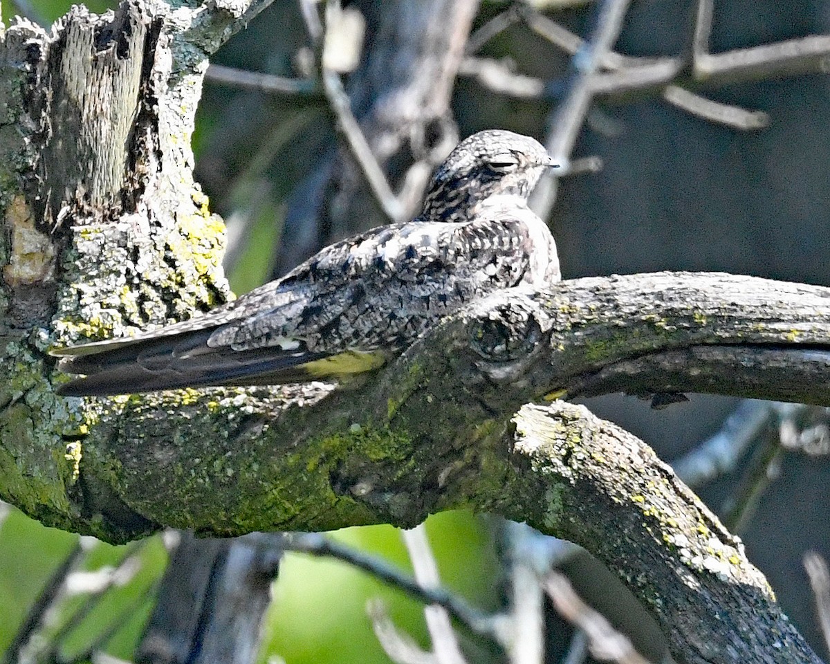 Common Nighthawk - Michael Topp