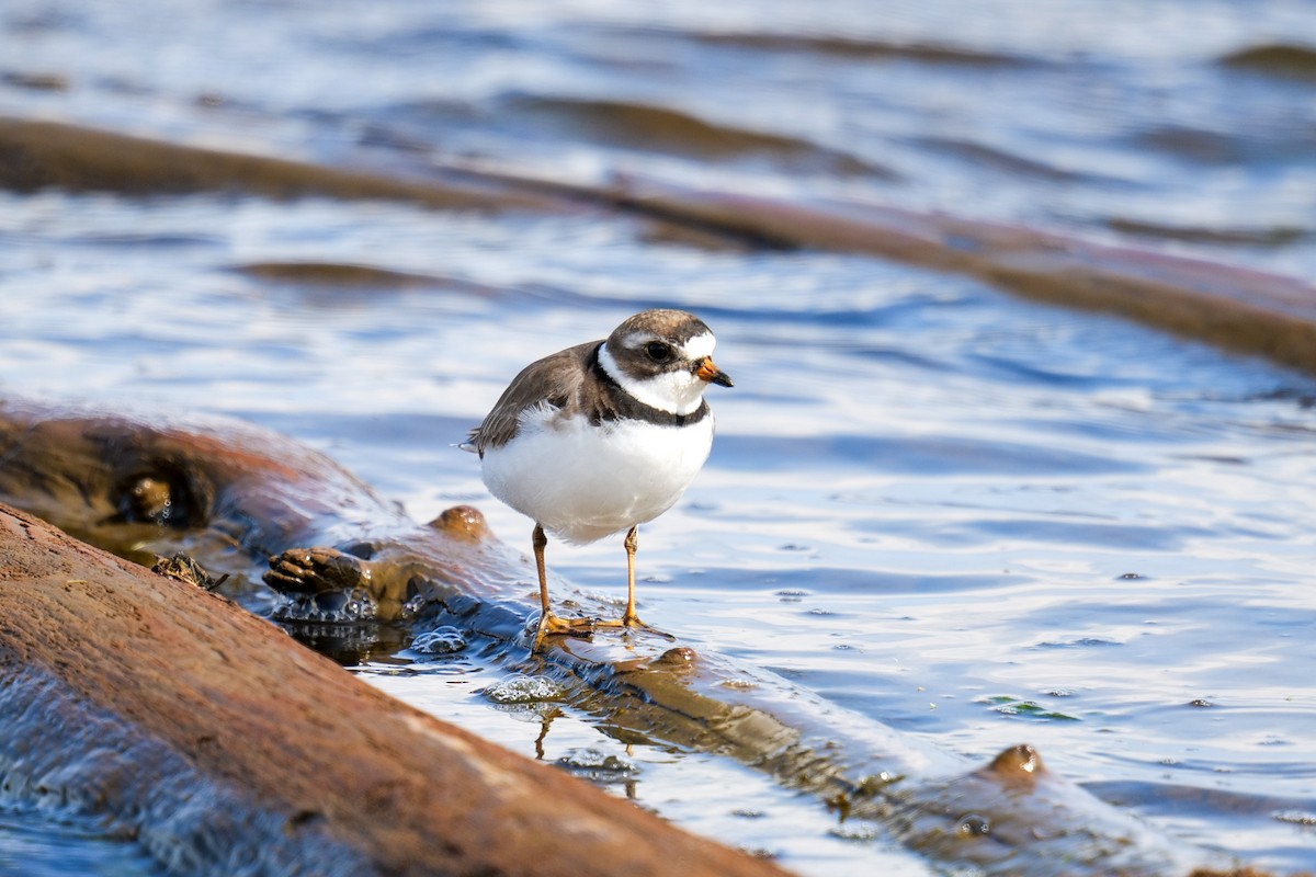 Semipalmated Plover - ML619198099