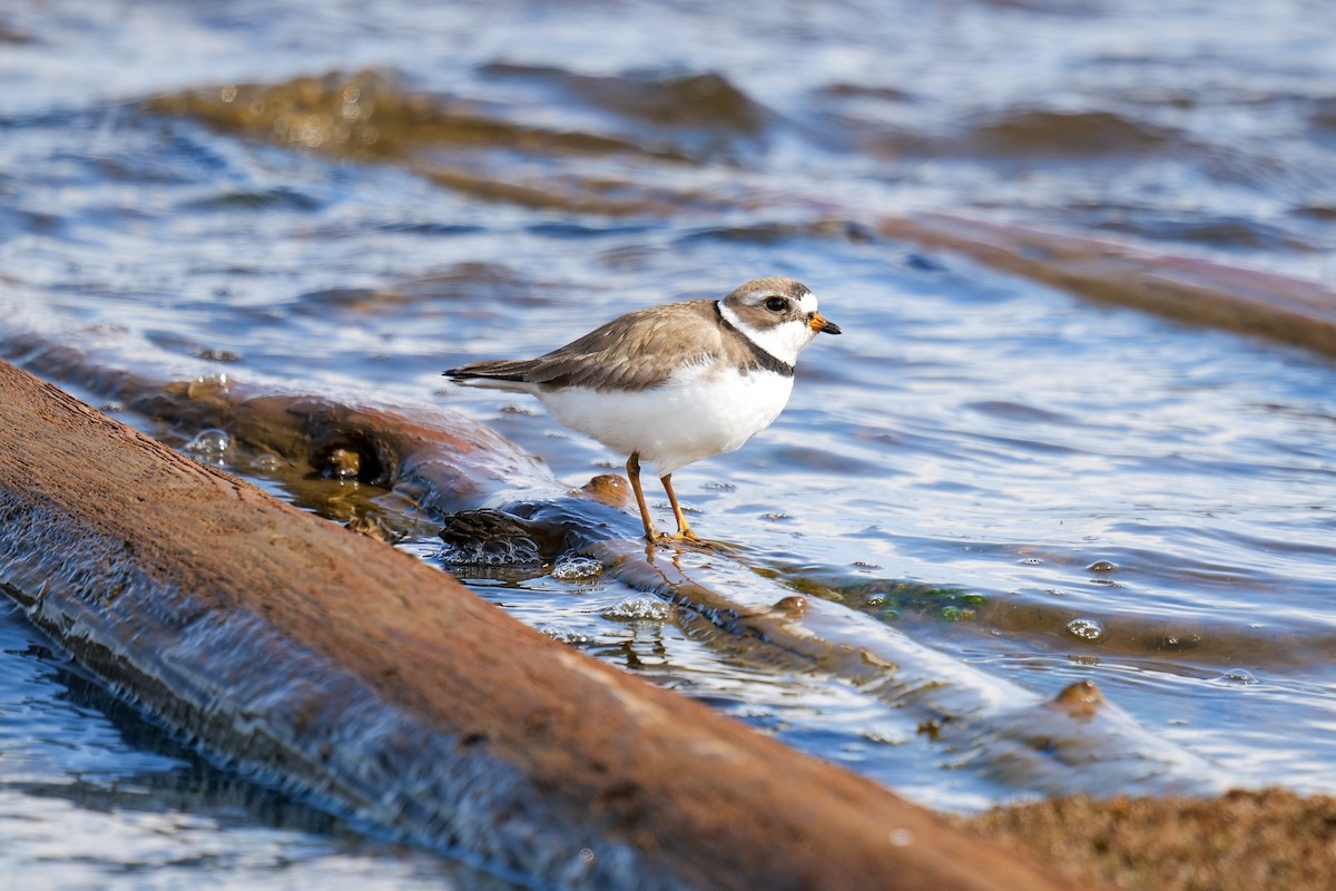 Semipalmated Plover - ML619198100