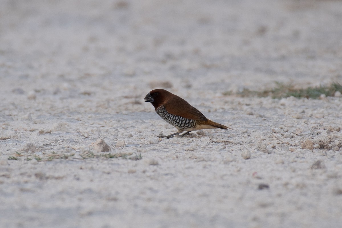 Scaly-breasted Munia - Niels Geelen