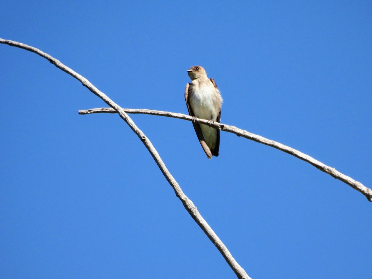 Northern Rough-winged Swallow - patricia kuzma sell