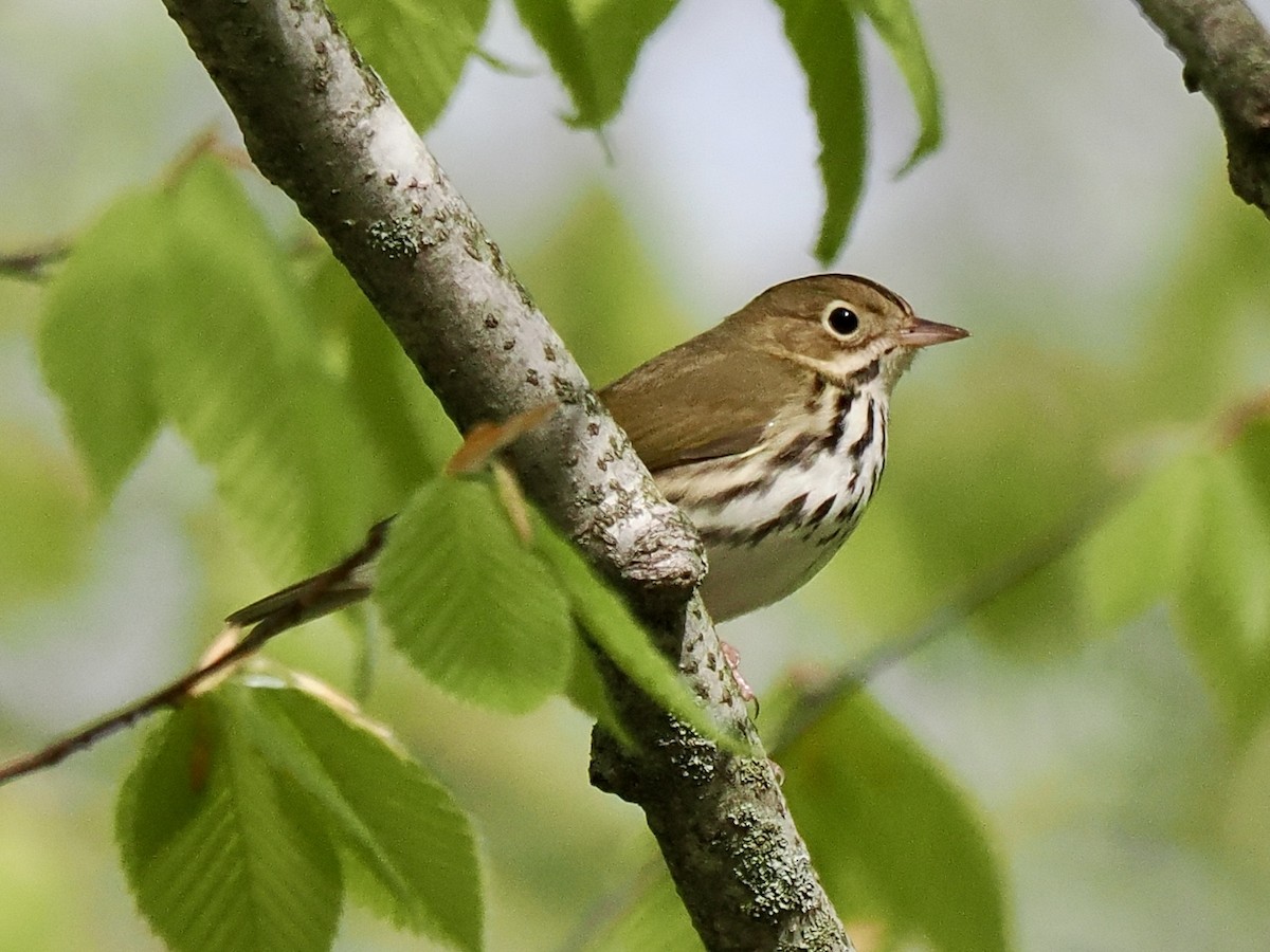 Ovenbird - Sylvain  Gosselin