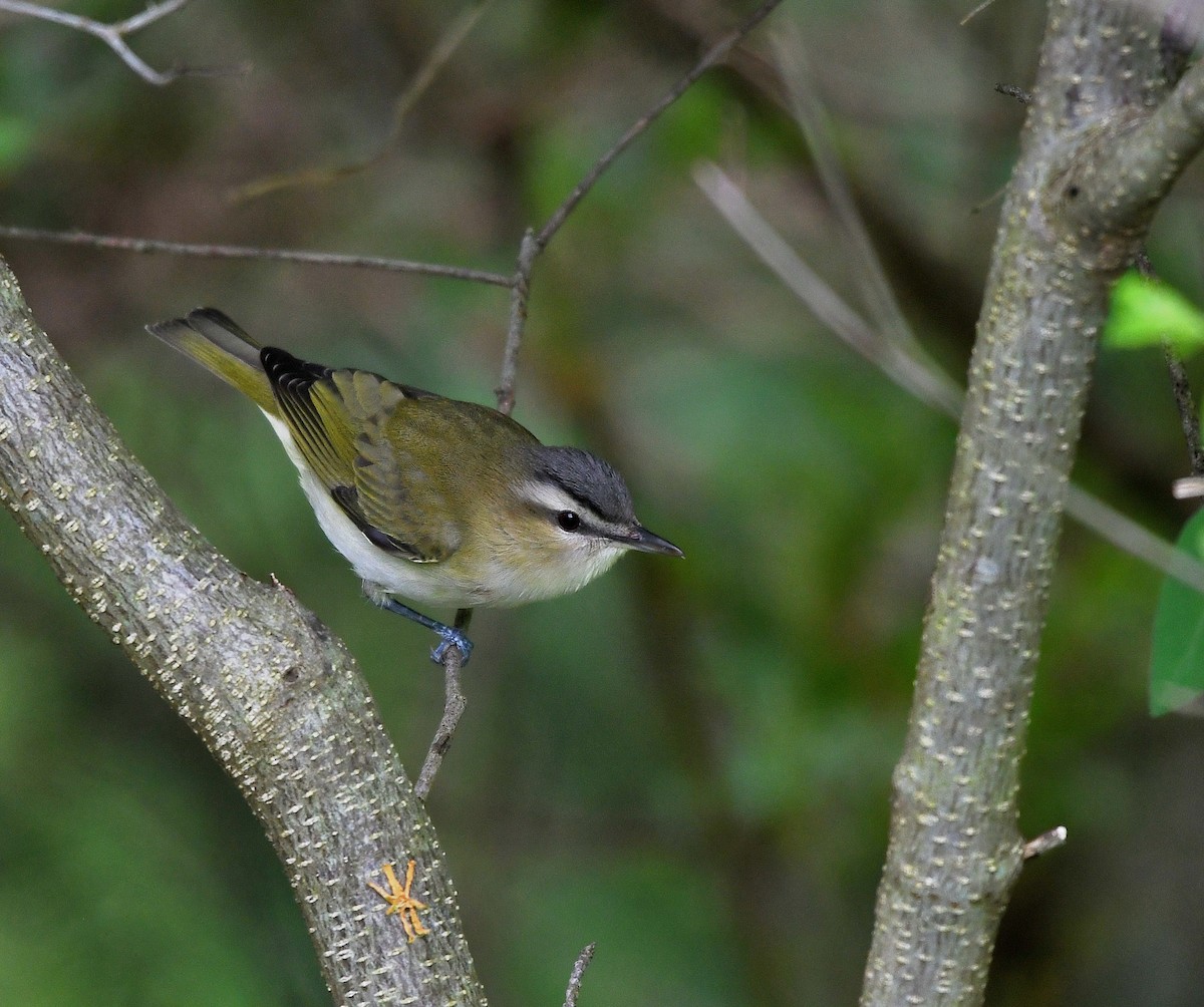 Rotaugenvireo - ML619198134