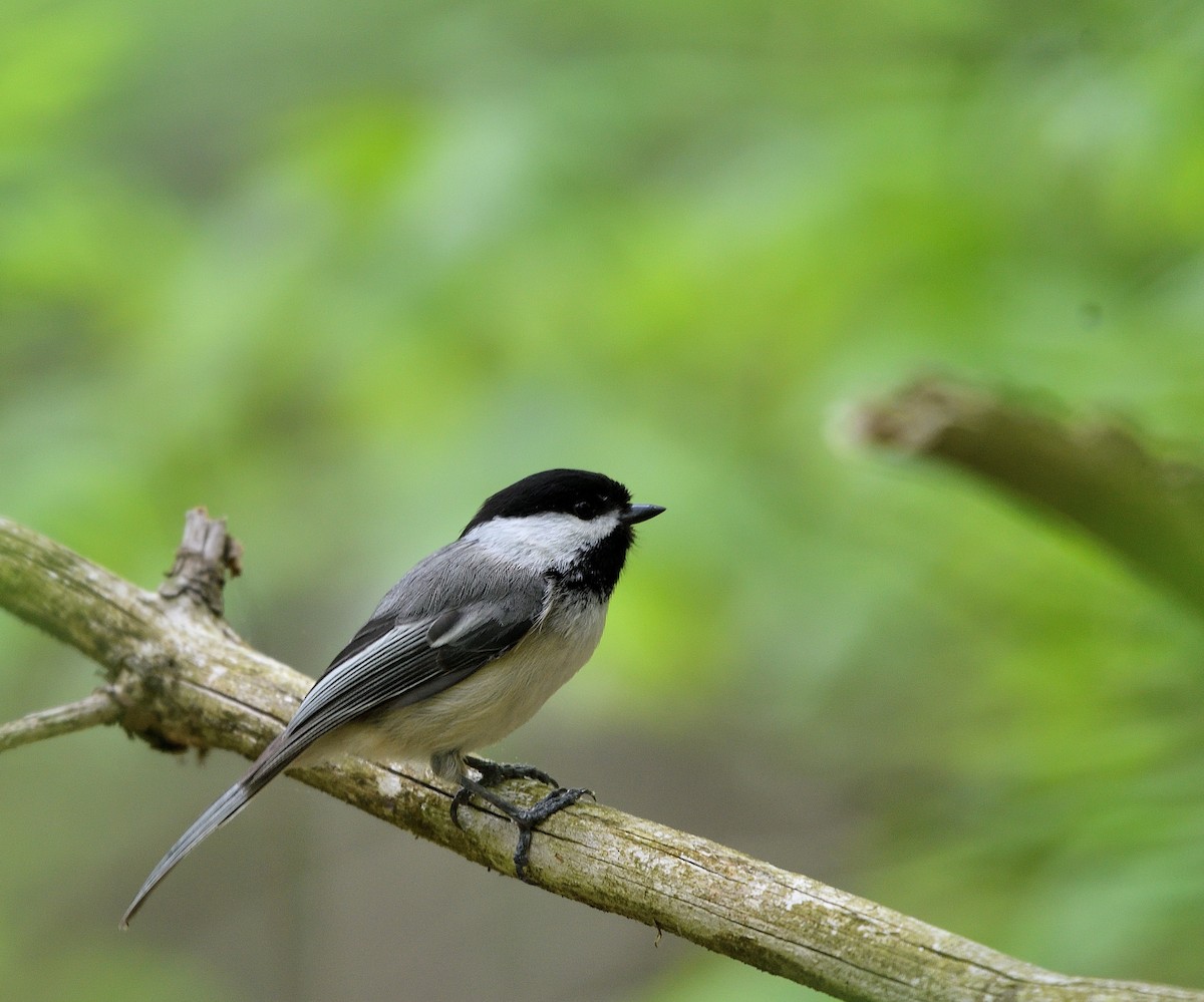 Black-capped Chickadee - ML619198136