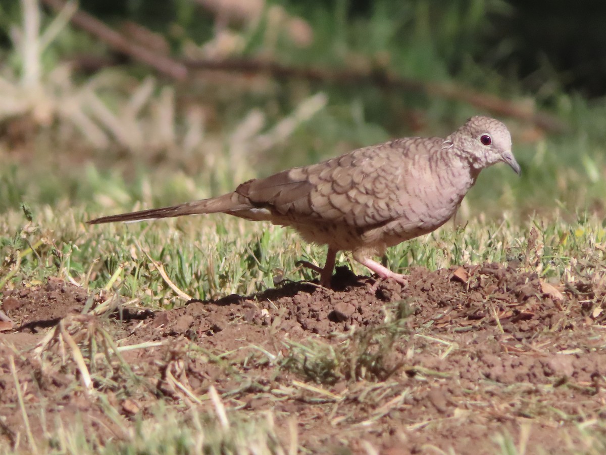 Inca Dove - Kyan Russell