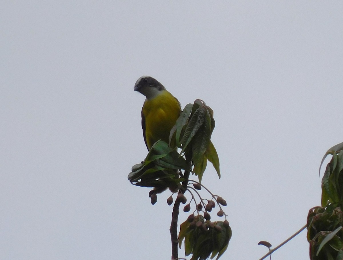 Social Flycatcher - Luis Manuel Gómez