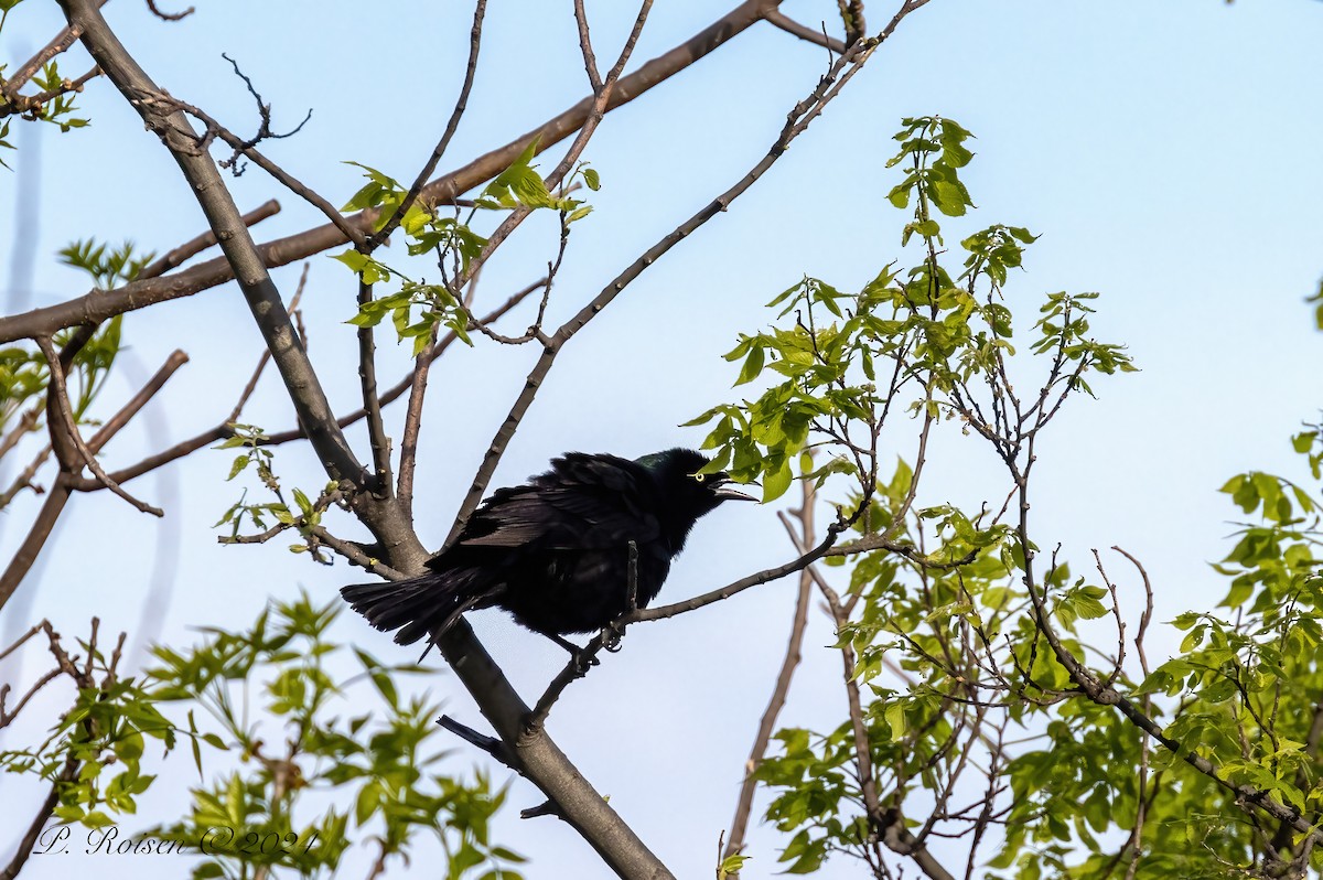 Common Grackle - Paul Roisen