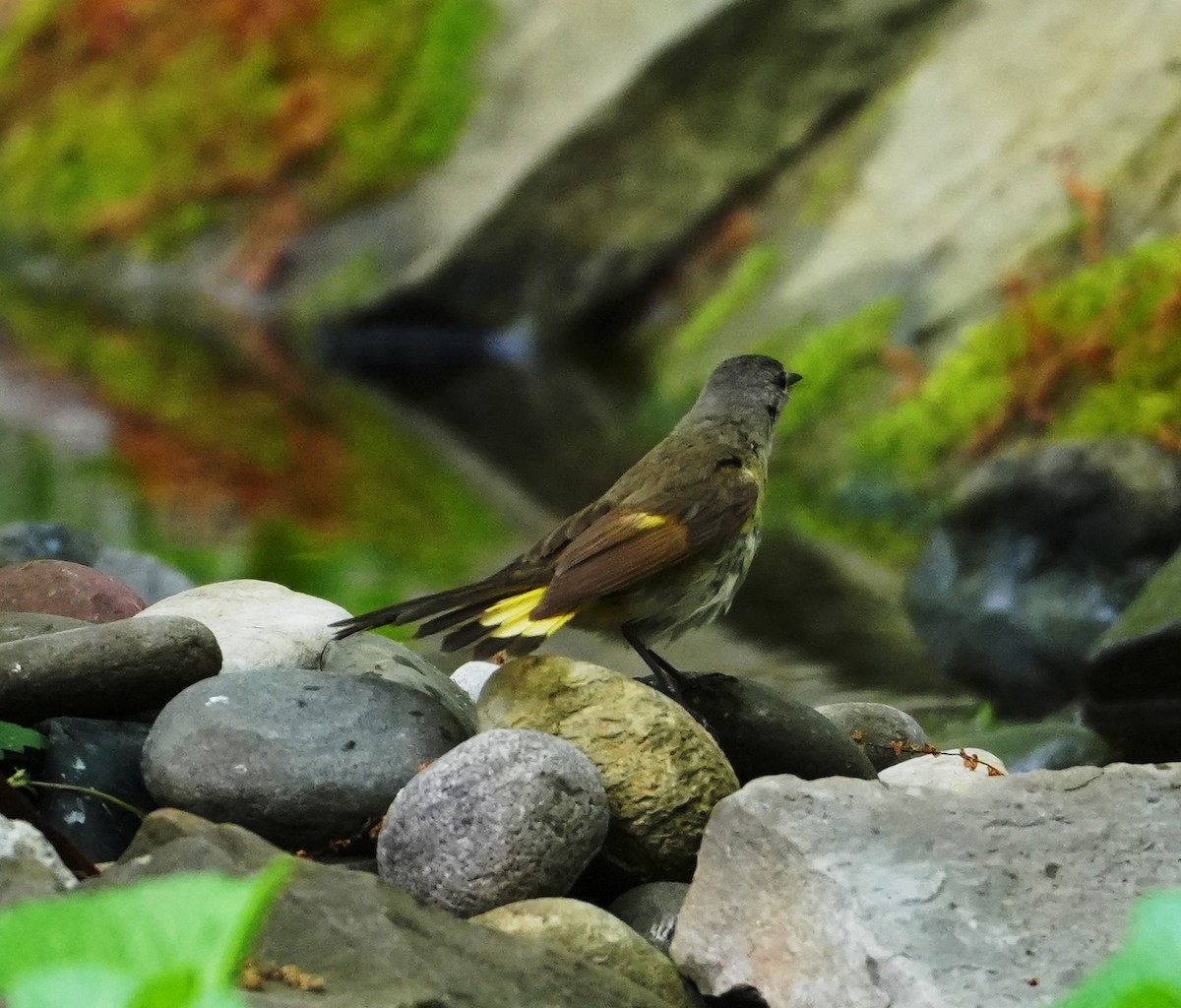 American Redstart - ML619198188