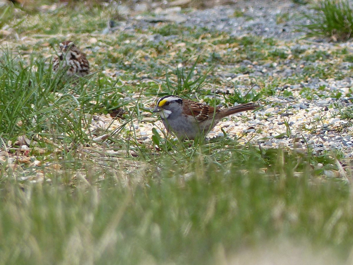 White-throated Sparrow - Christopher LeBlanc