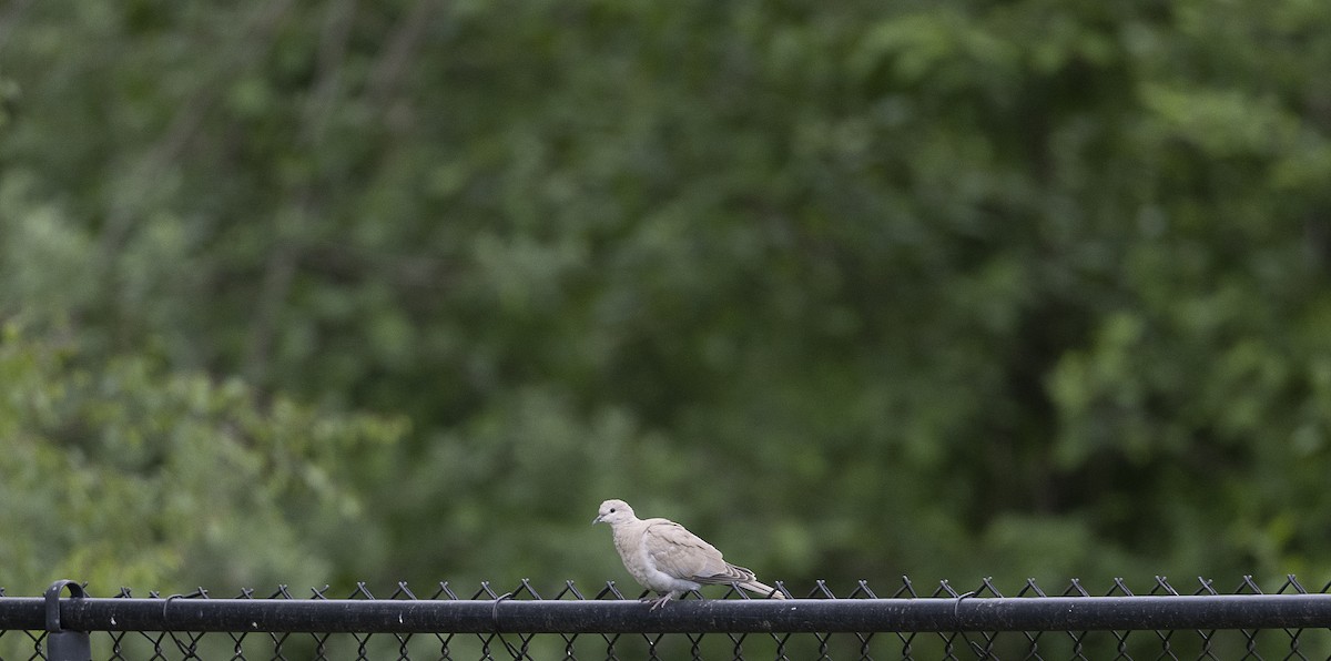 Eurasian Collared-Dove - P B