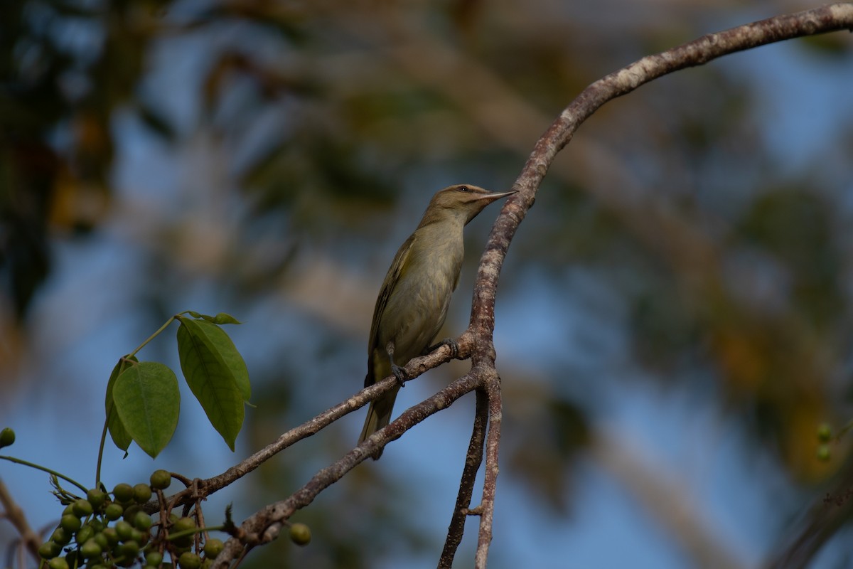 Black-whiskered Vireo - Niels Geelen