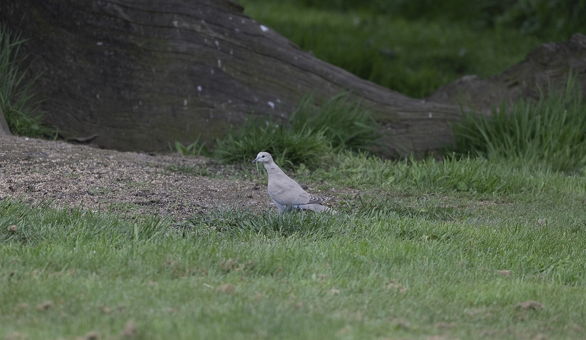 Eurasian Collared-Dove - P B