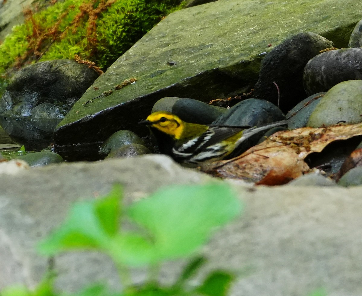 Black-throated Green Warbler - Melody Ragle