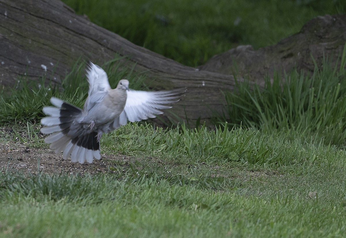 Eurasian Collared-Dove - P B