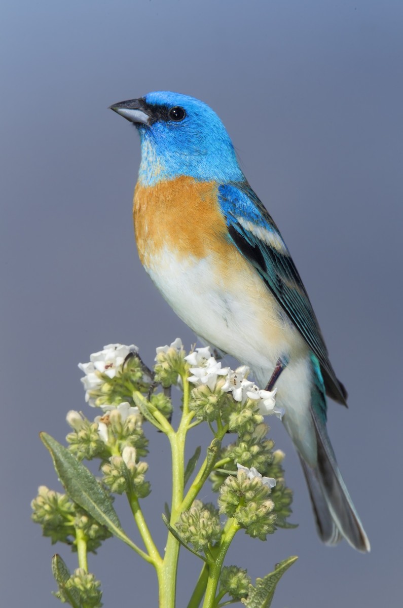 Lazuli Bunting - Mark Chappell