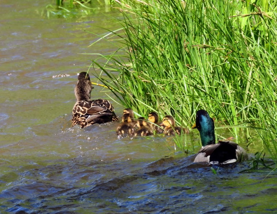 Mallard - patricia kuzma sell