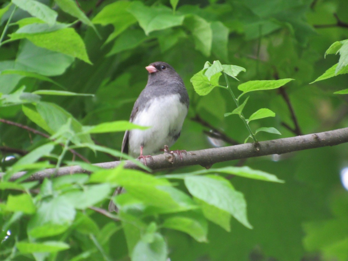 Dark-eyed Junco - John Coyle