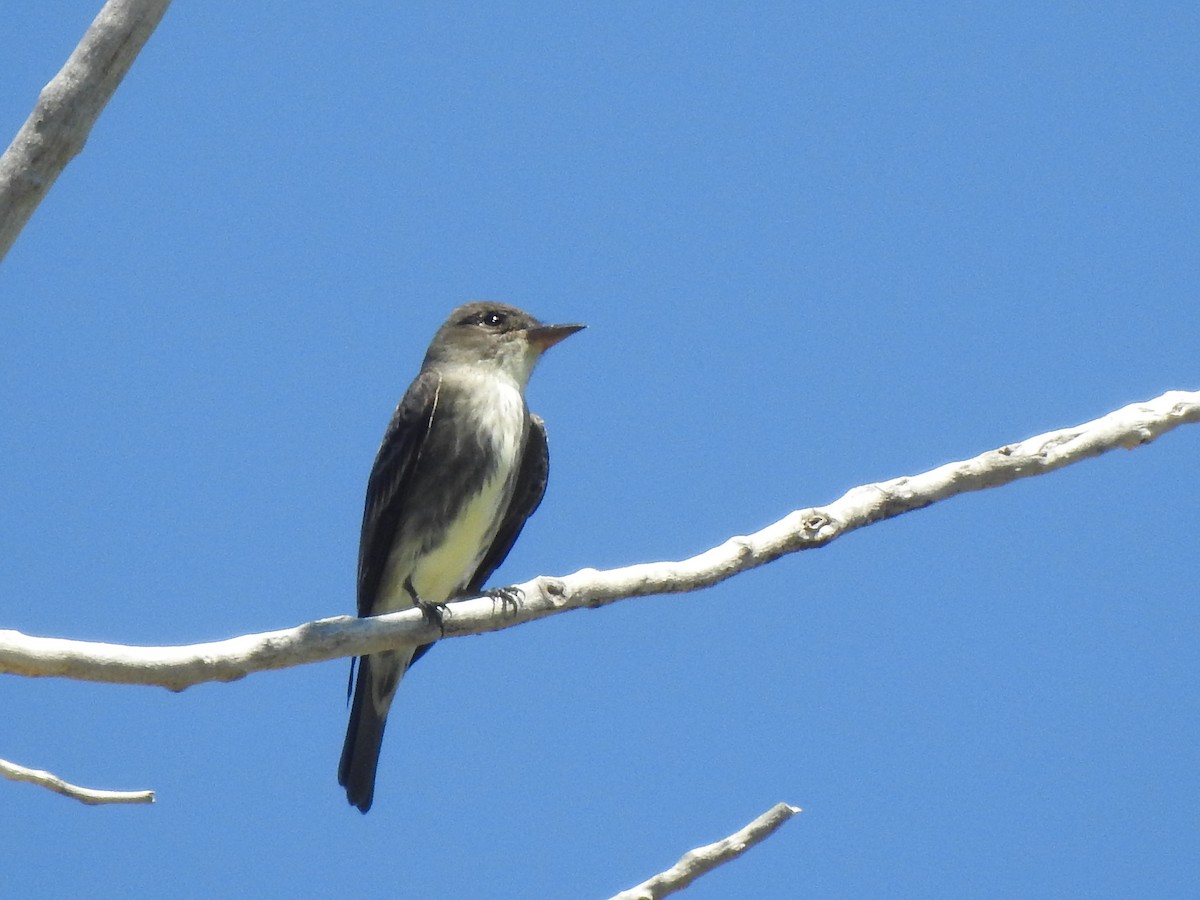 Olive-sided Flycatcher - ML619198256