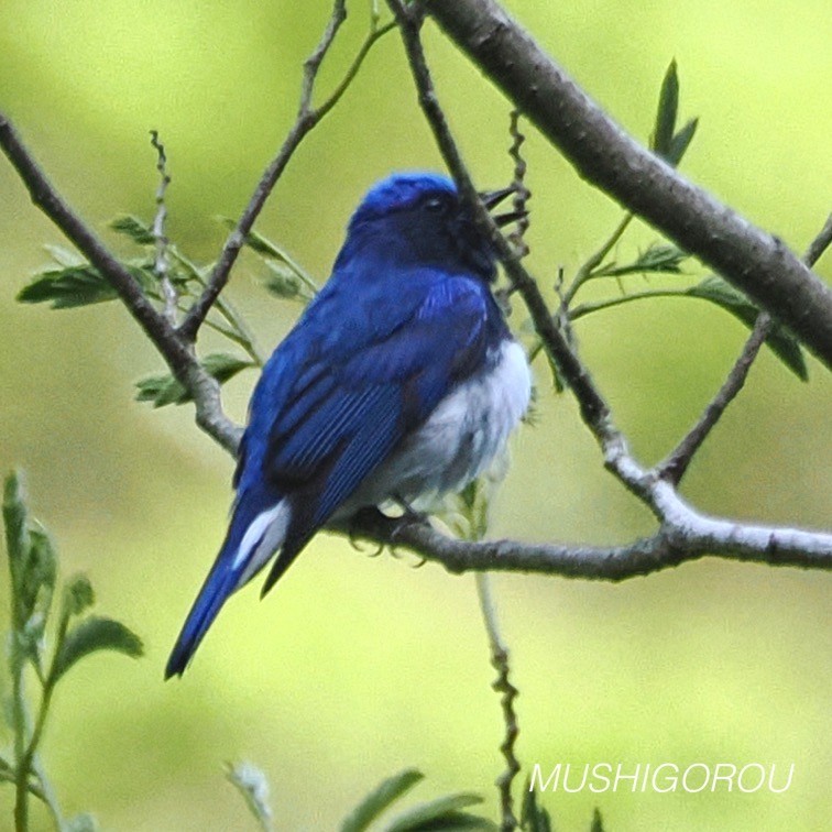 Blue-and-white Flycatcher - Shinsuke Kikuchi