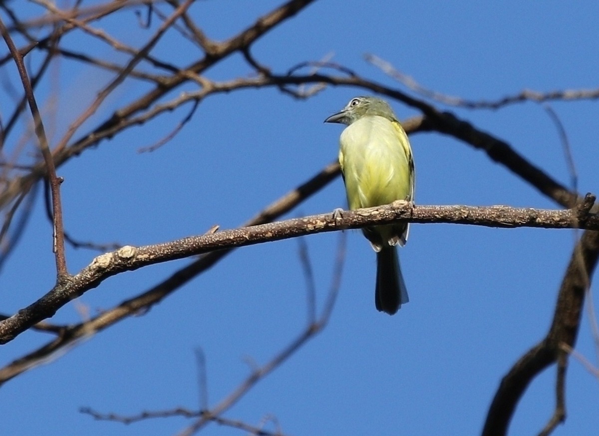 Yellow-olive Flatbill - Richard Greenhalgh