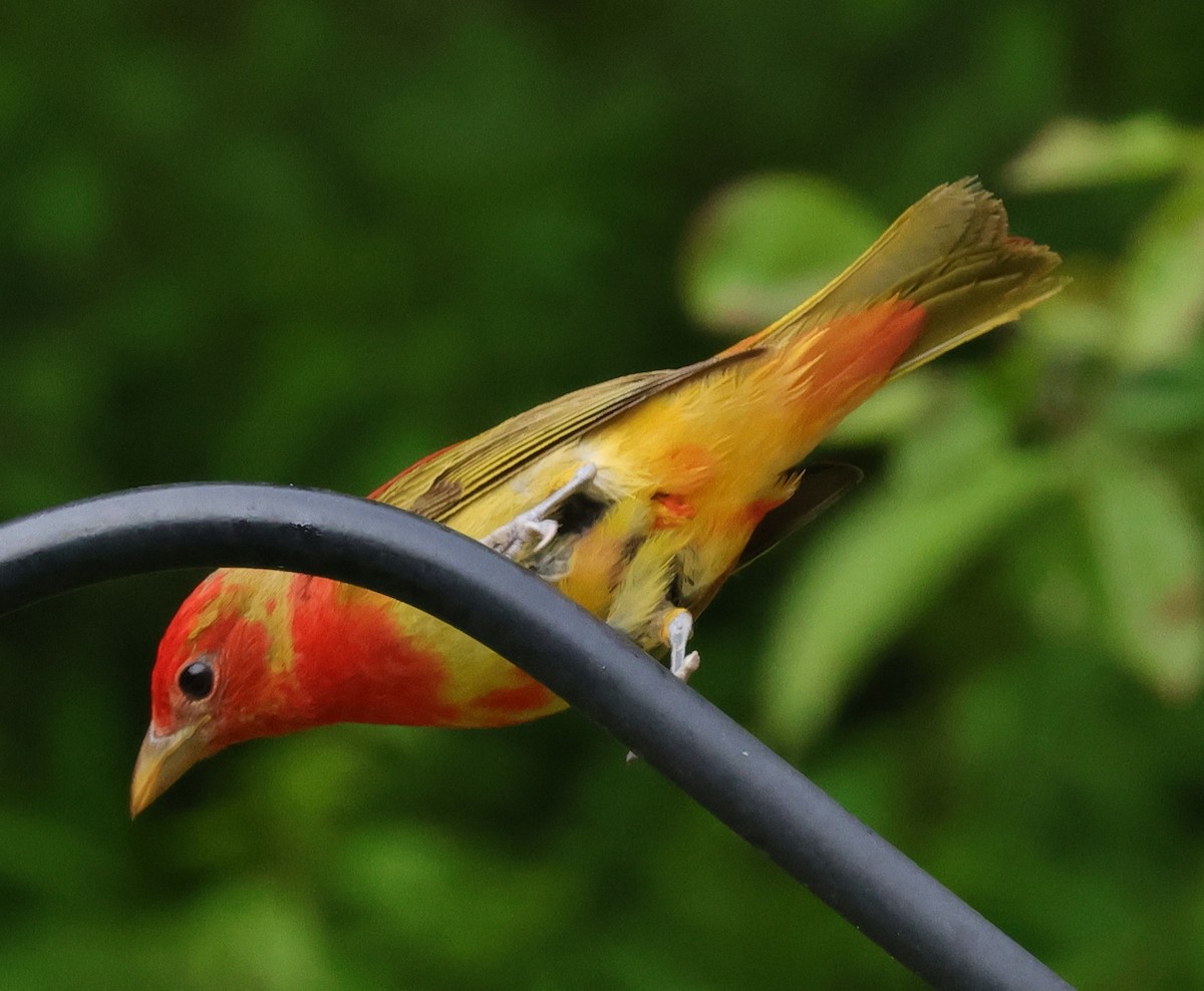 Summer Tanager - ML619198270