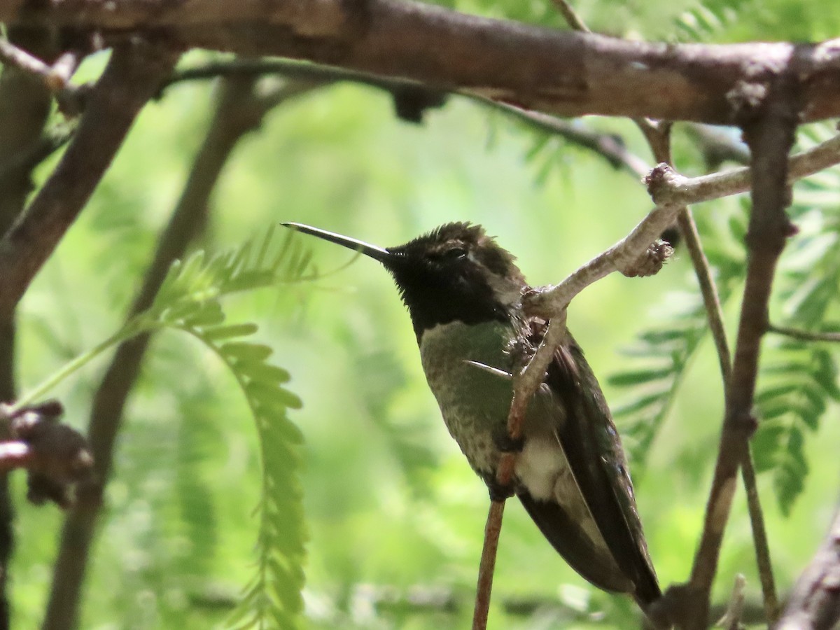 hummingbird sp. - Kyan Russell