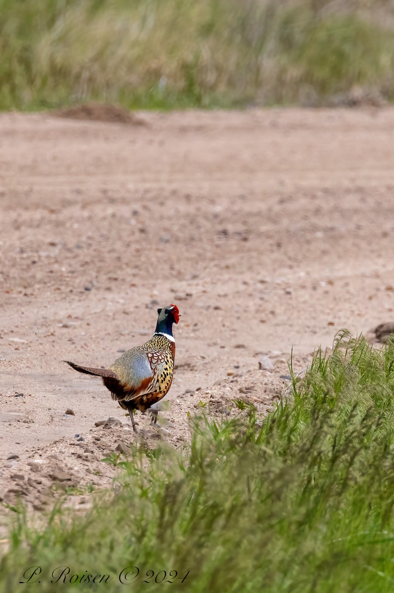 Ring-necked Pheasant - Paul Roisen