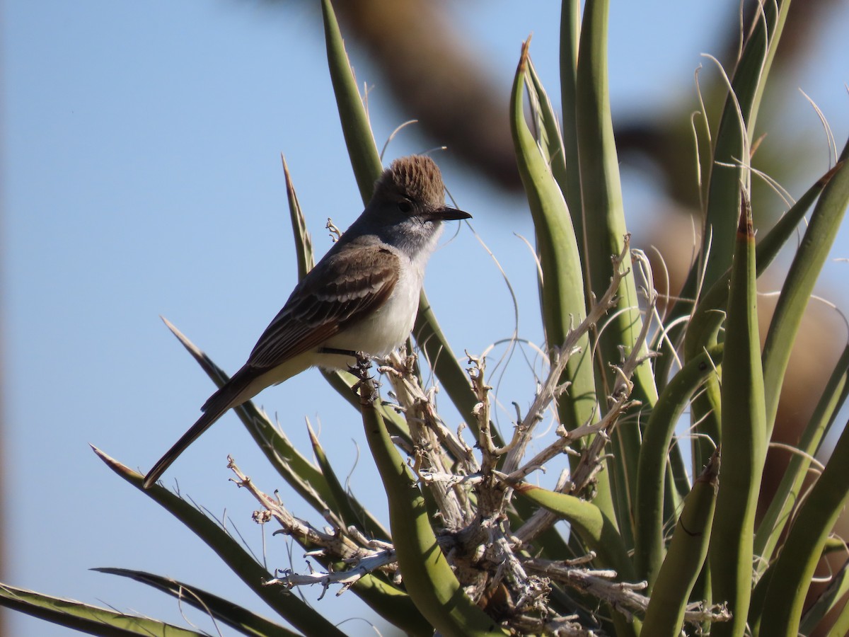 Ash-throated Flycatcher - ML619198292