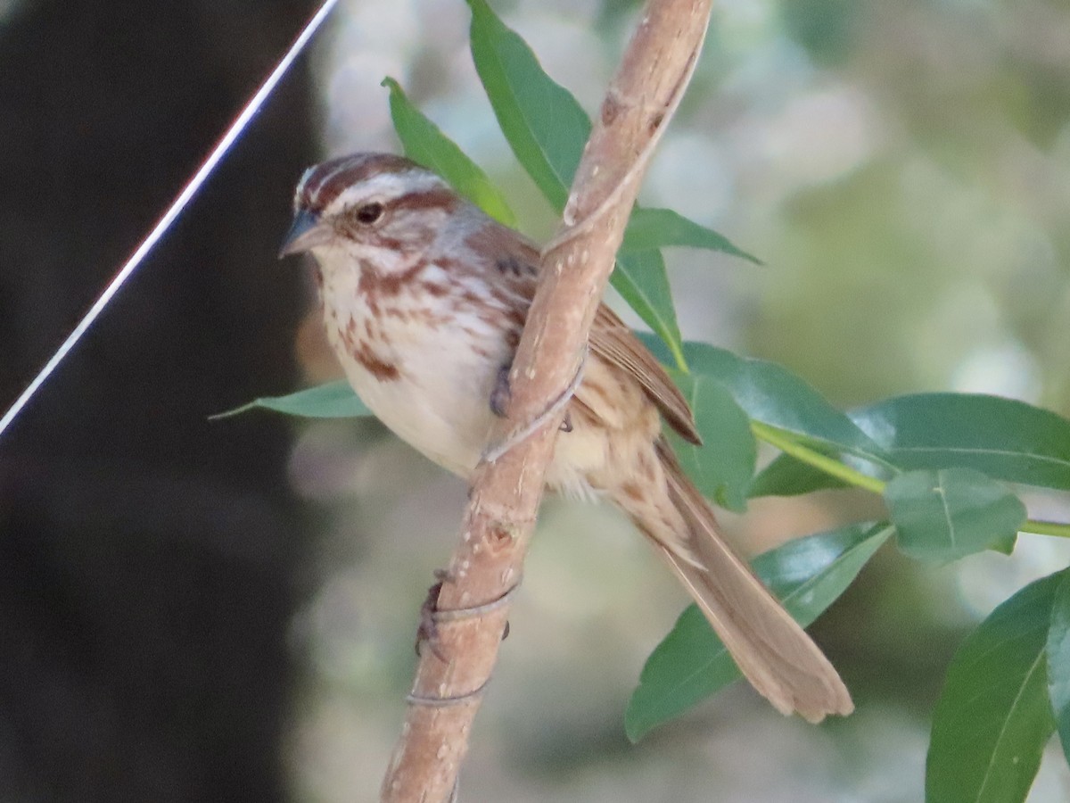 Song Sparrow - ML619198304