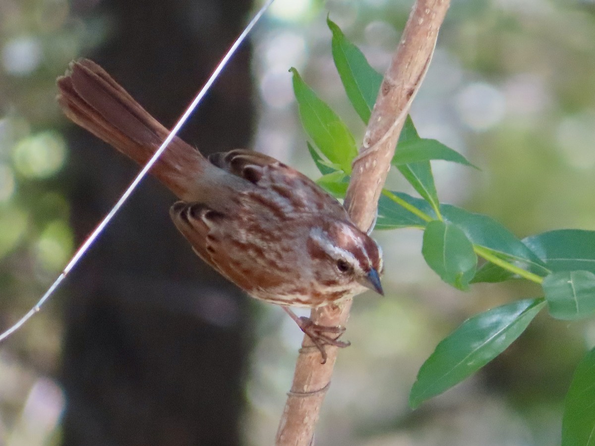 Song Sparrow - Kyan Russell