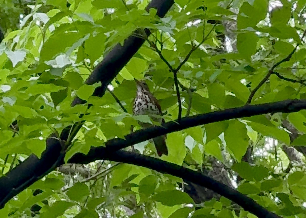 Wood Thrush - Sarah R