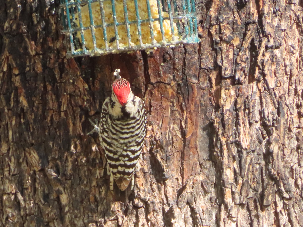 Ladder-backed Woodpecker - Kyan Russell