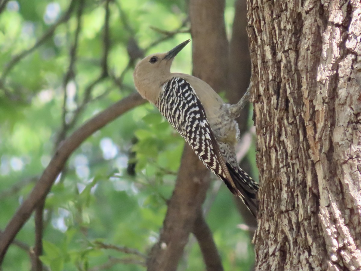 Gila Woodpecker - Kyan Russell