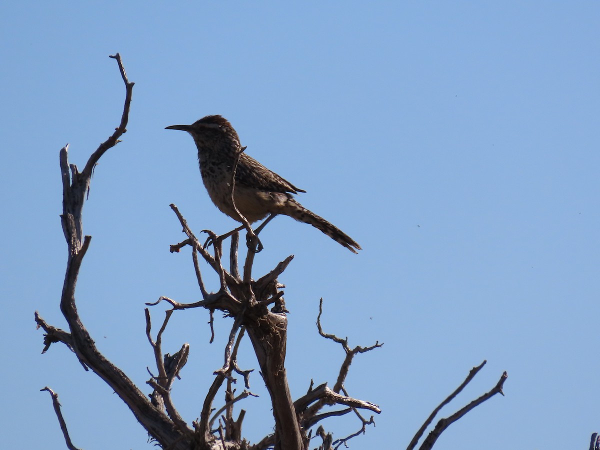 Cactus Wren - karen pinckard