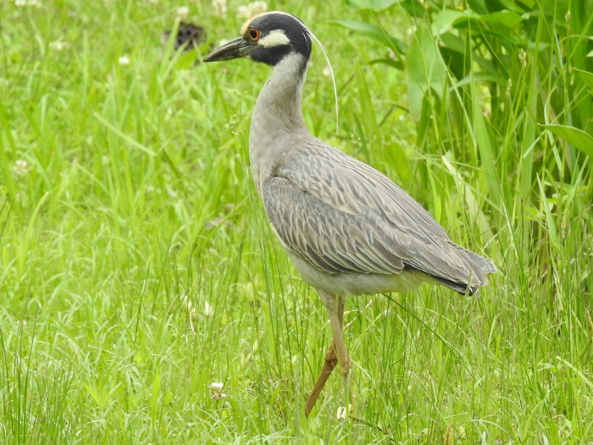 Yellow-crowned Night Heron - Bruce Hill
