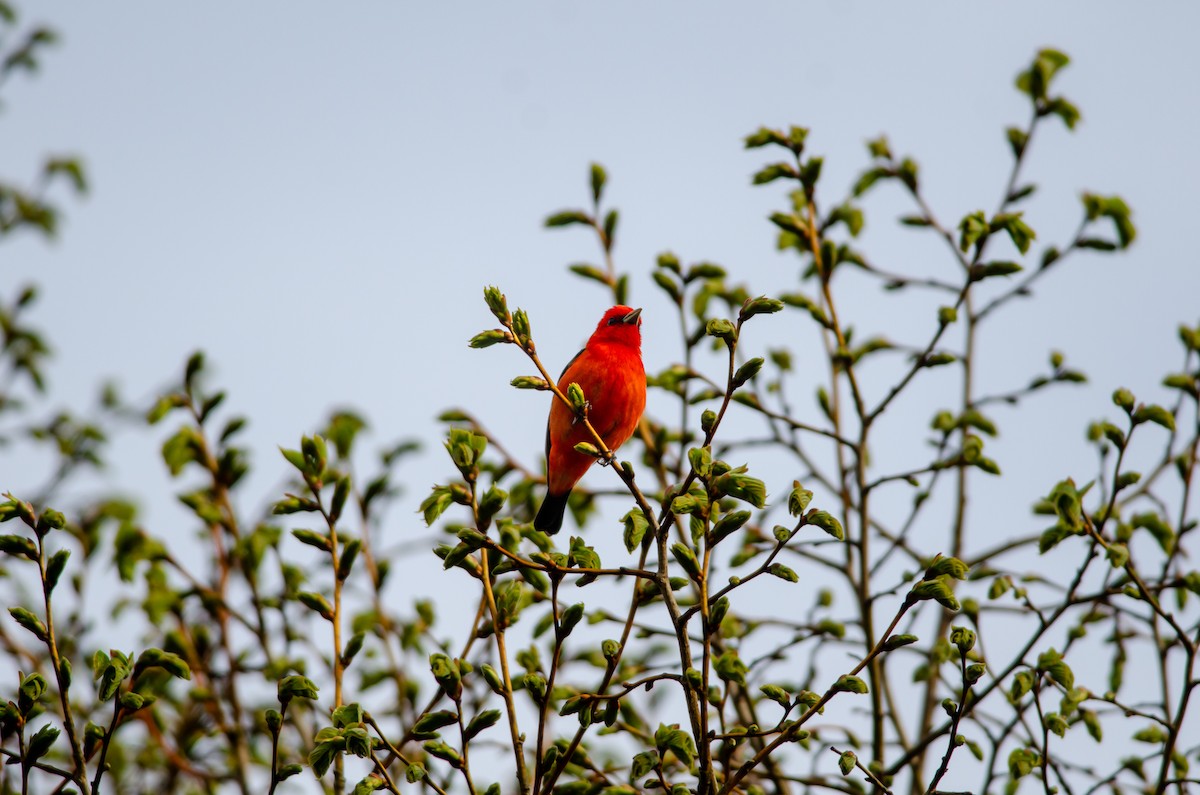 Scarlet Tanager - ML619198373